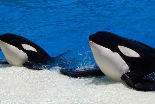 鲸的资料与图片,鲸类家族的神秘世界探秘